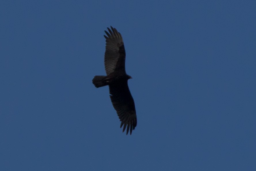 Turkey Vulture - ML139886491