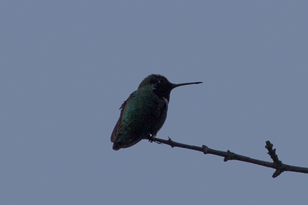 Anna's Hummingbird - Lindy Fung