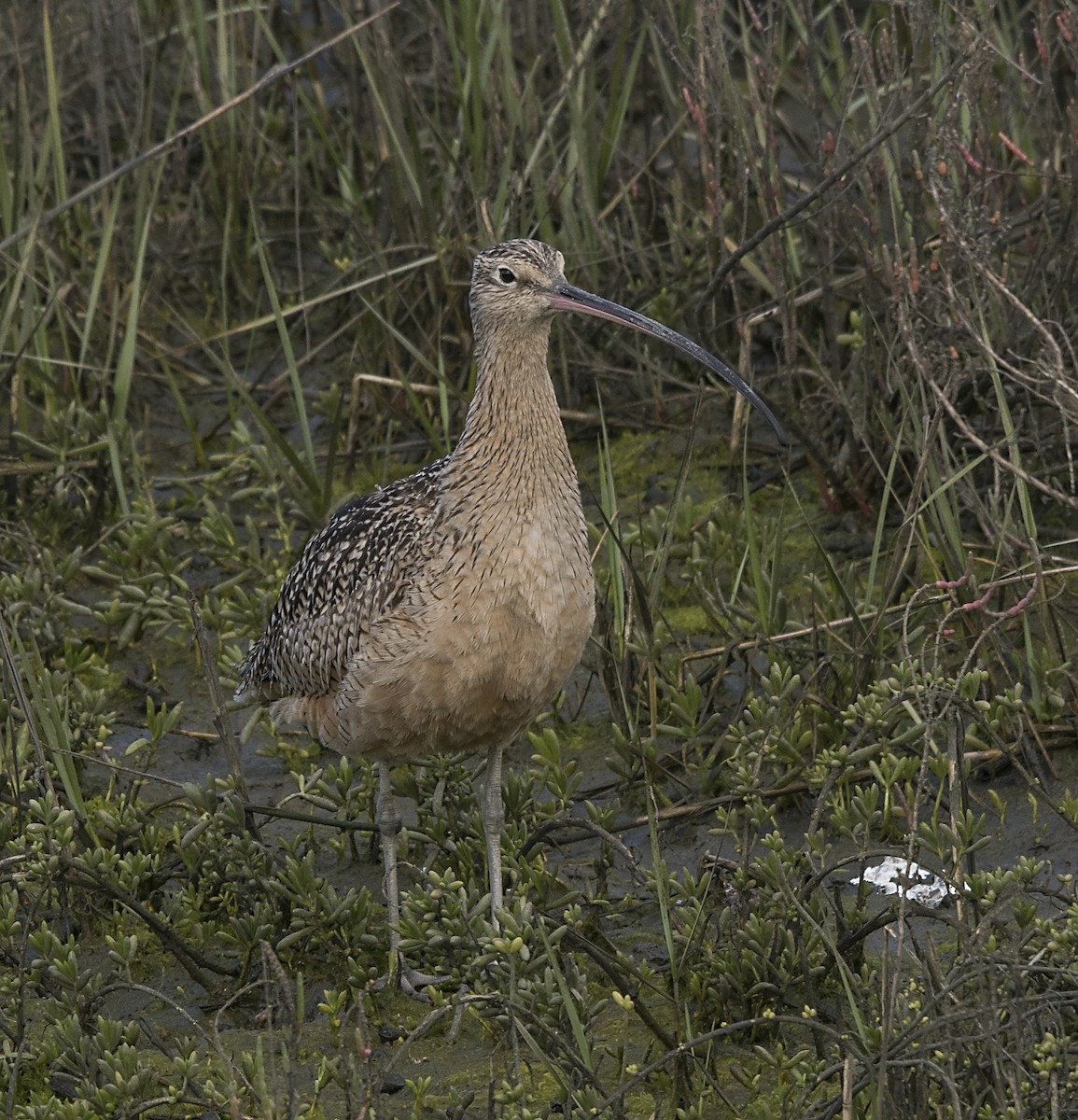 Whimbrel - ML139886551