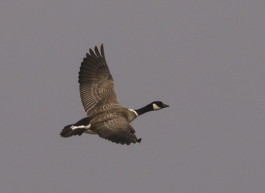 Cackling Goose (Aleutian) - ML139886641