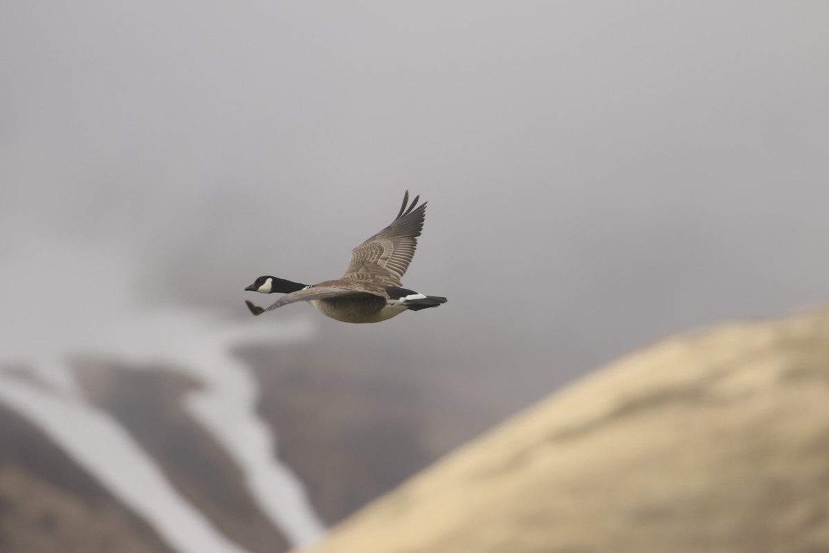 Cackling Goose (Aleutian) - ML139886681