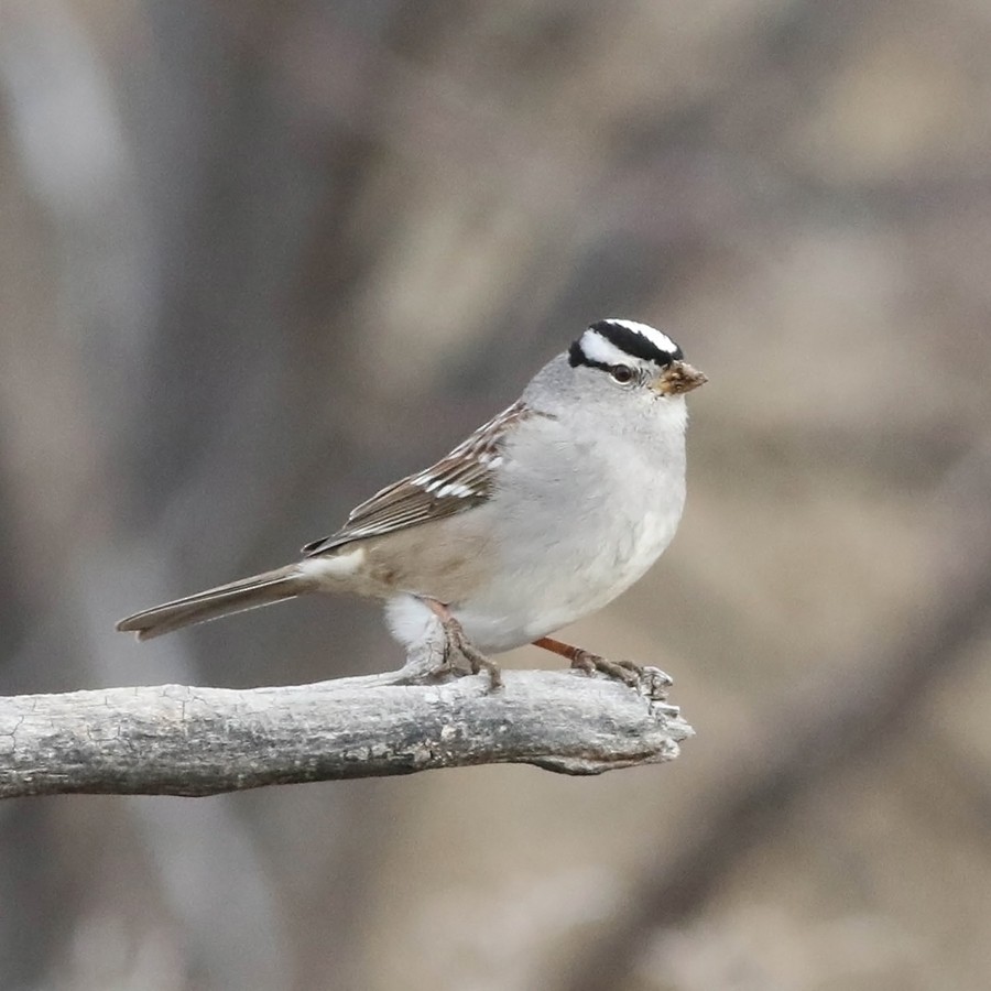 White-crowned Sparrow (Gambel's) - Tony Leukering