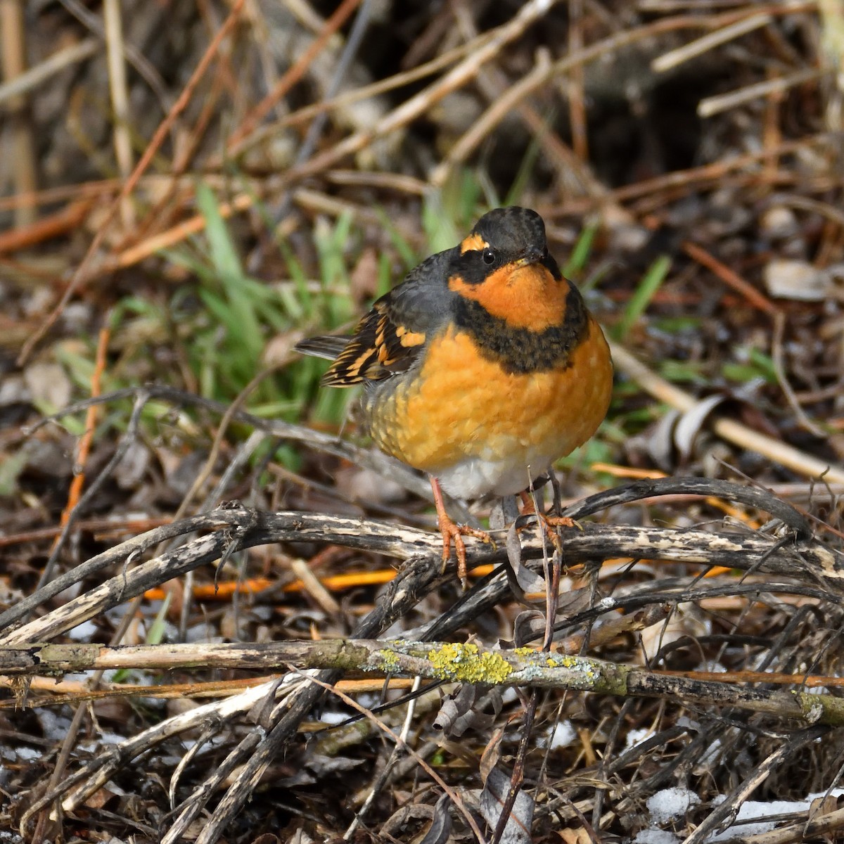 Varied Thrush - Steven Lospalluto