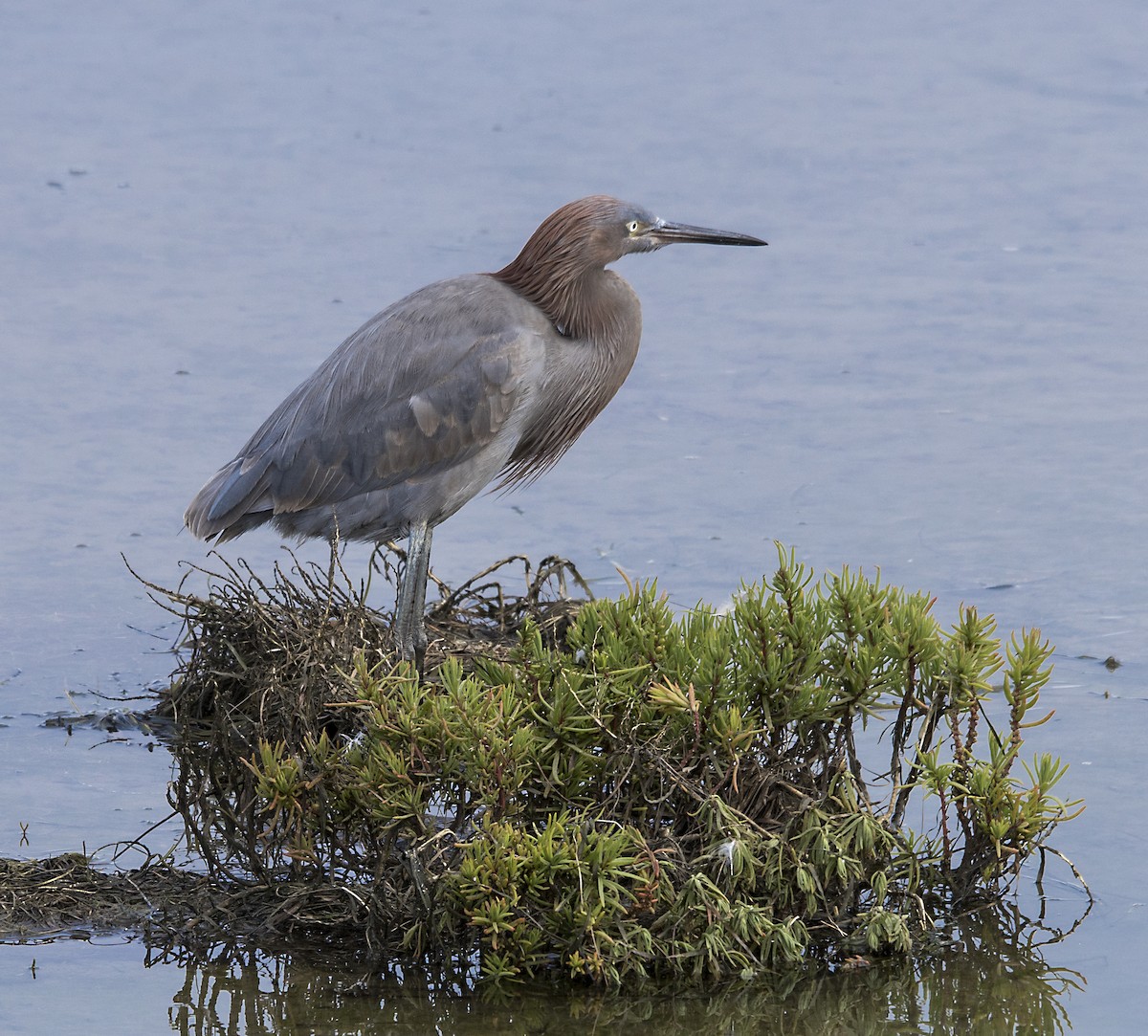 Reddish Egret - ML139886871