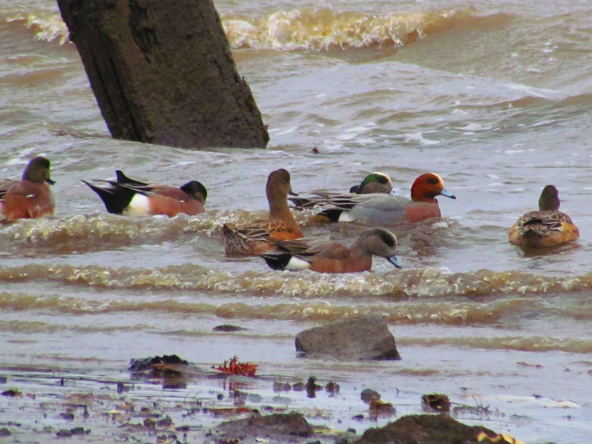 Eurasian Wigeon - ML139886951