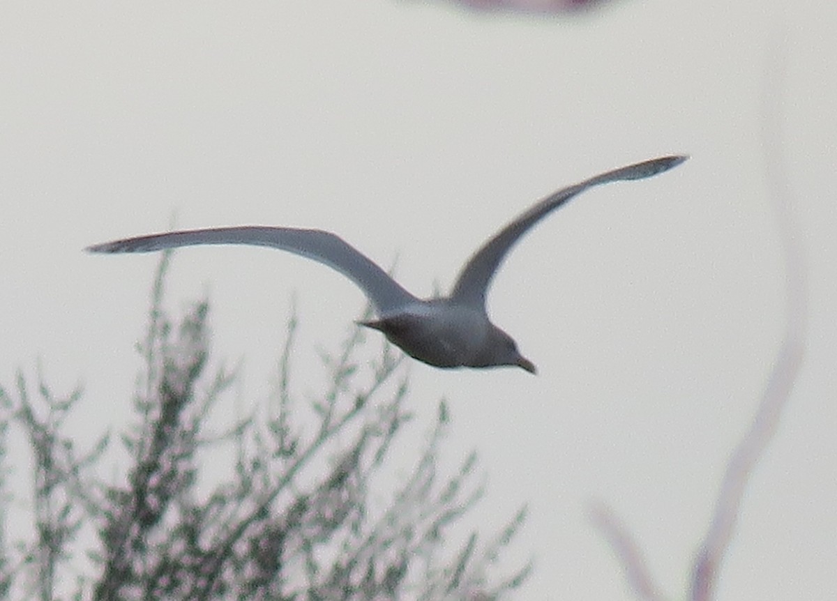 Iceland Gull - ML139886981