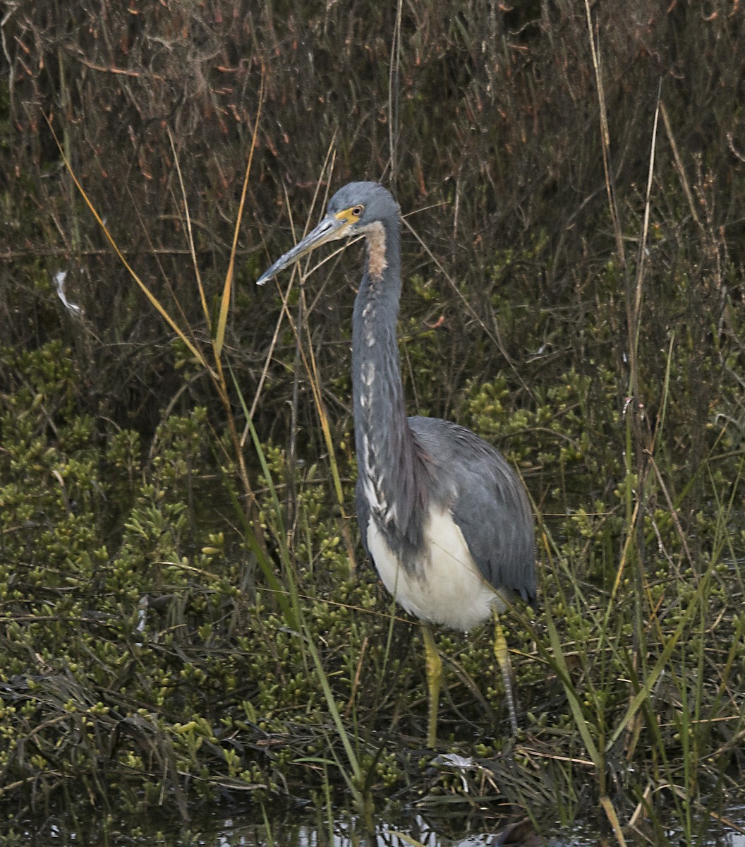 Tricolored Heron - ML139887071