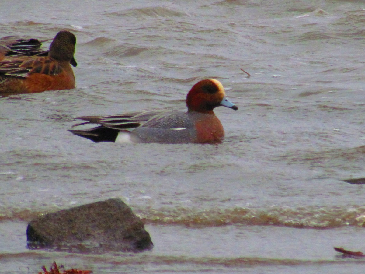 Eurasian Wigeon - ML139887301