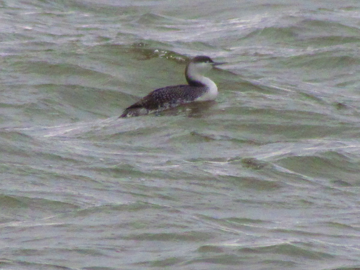 Red-throated Loon - ML139888491