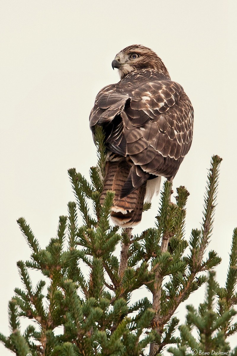 Red-tailed Hawk - ML139889151