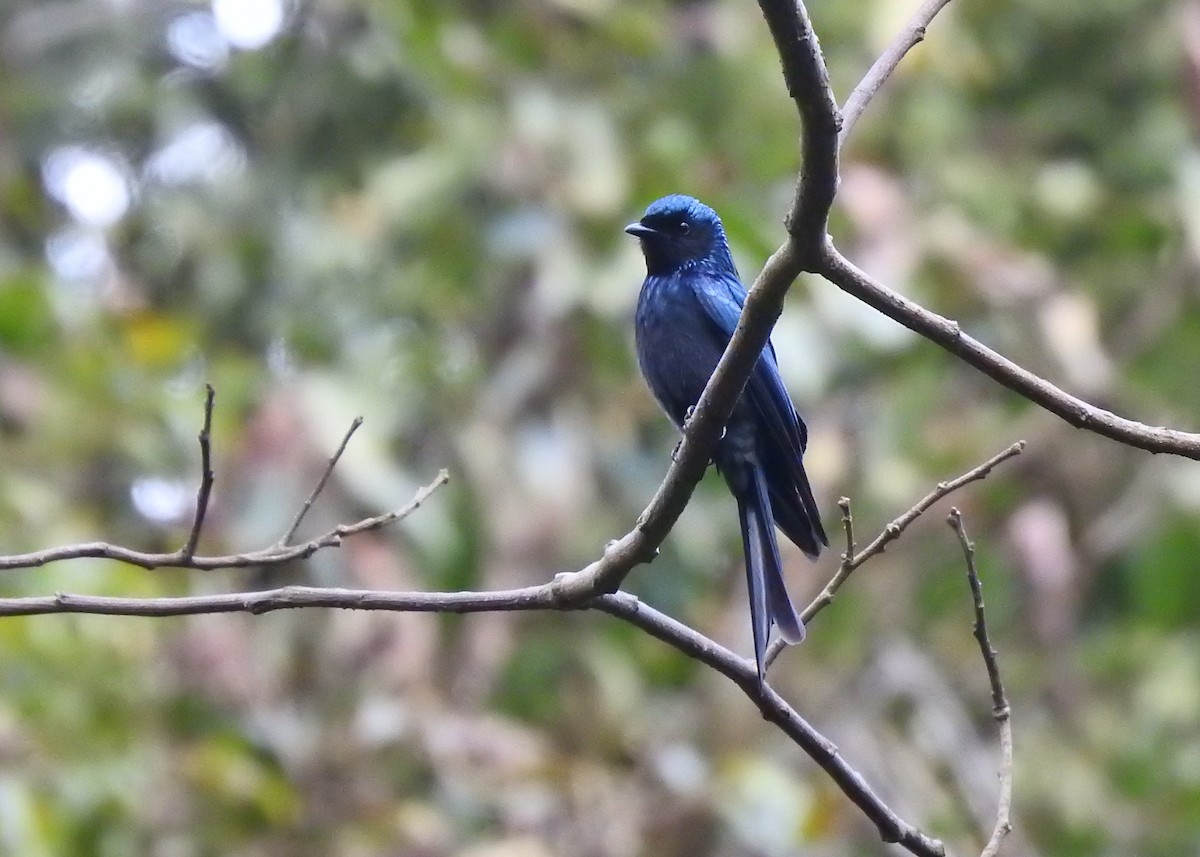 Bronzed Drongo - Mark Smiles