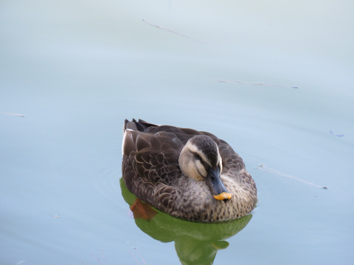 Eastern Spot-billed Duck - ML139889461