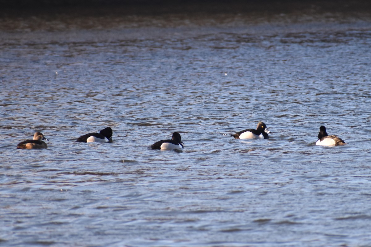 Ring-necked Duck - Nathan O'Reilly