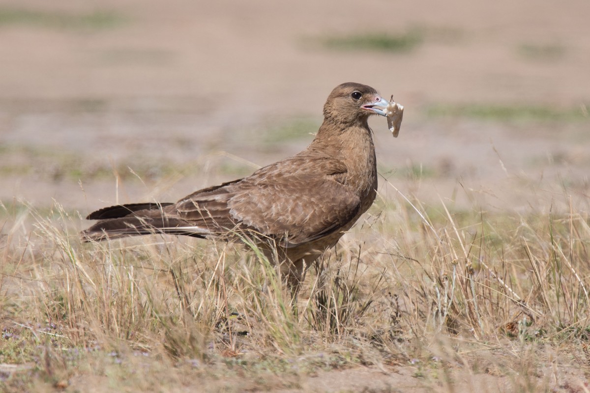 Chimango Caracara - ML139890231