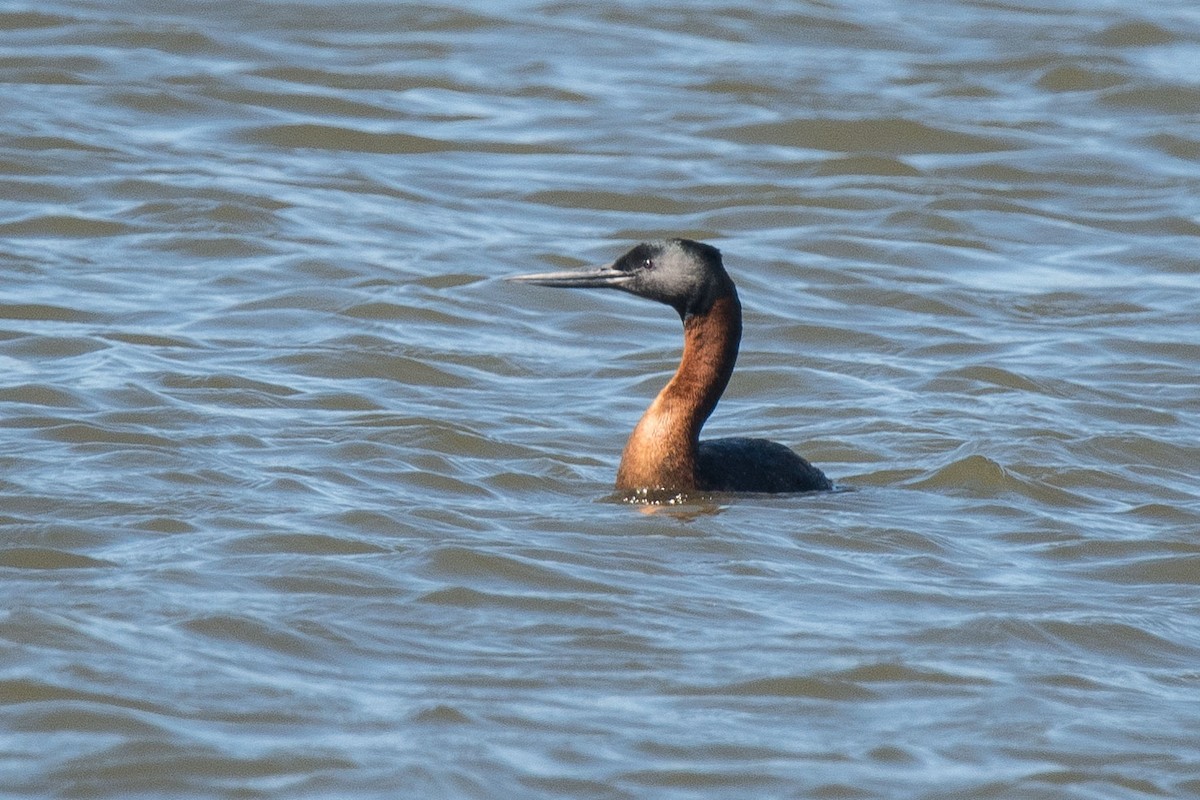 Great Grebe - ML139890291