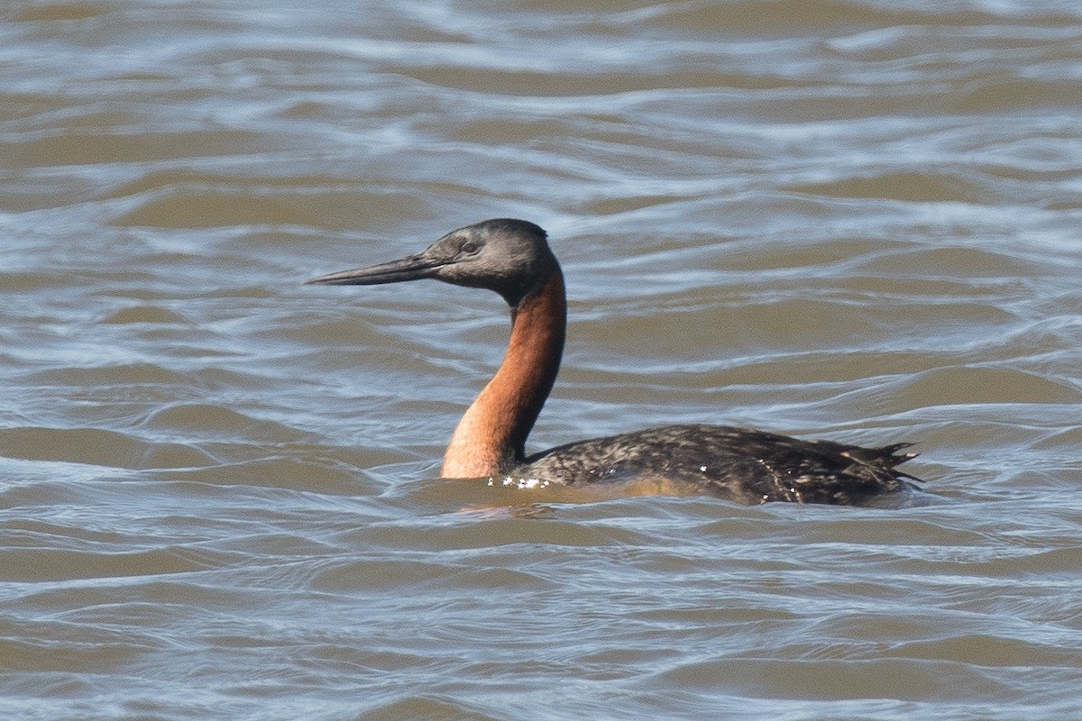 Great Grebe - ML139890301