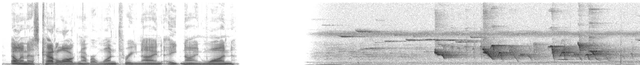 Папужник королівський (підвид cyaneovirens/gaughrani) - ML139891