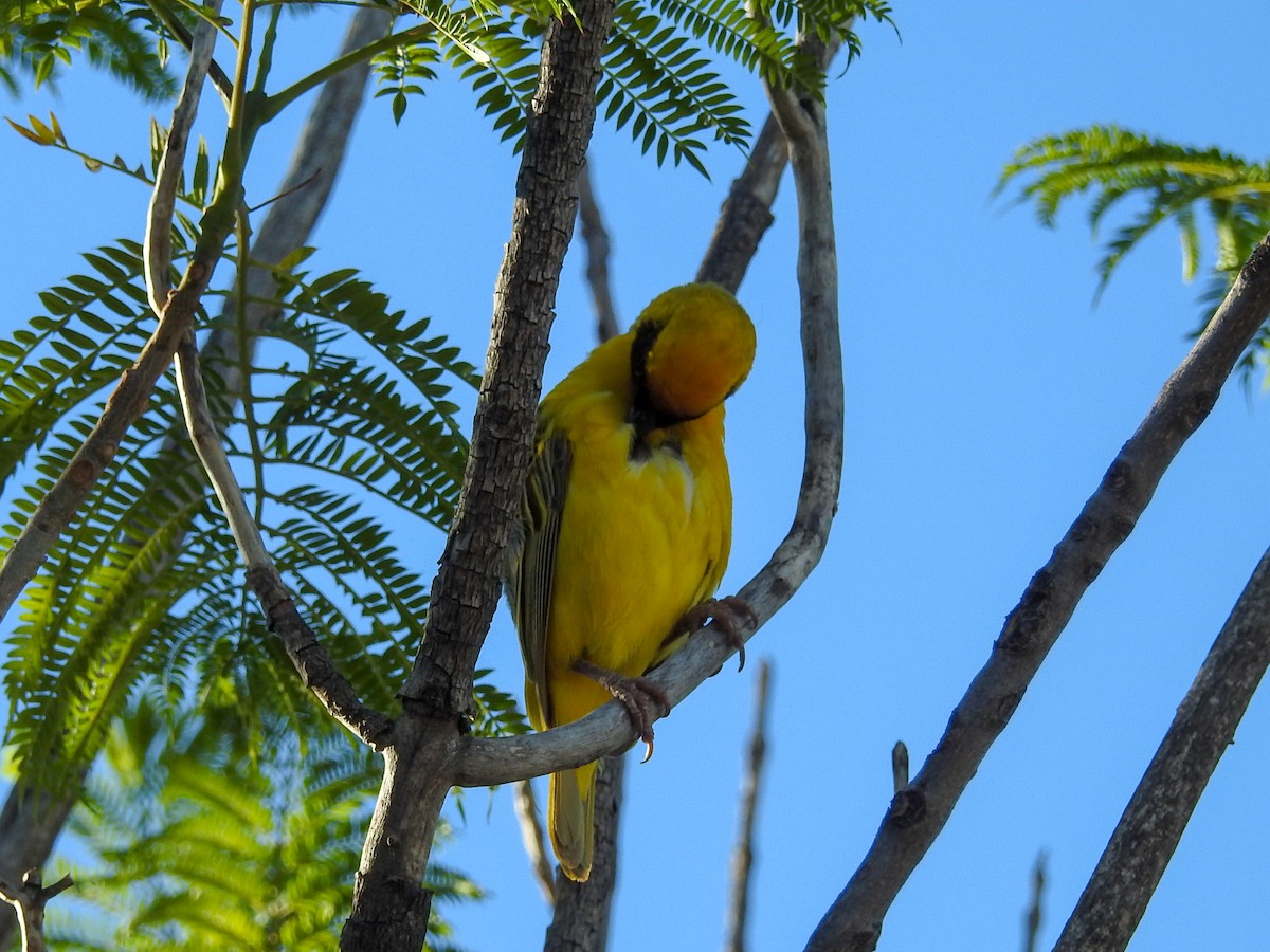 Southern Masked-Weaver - ML139893021