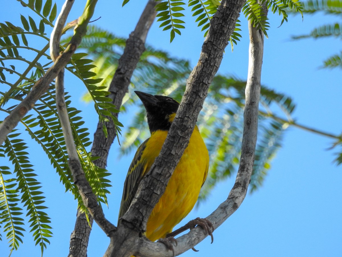 Southern Masked-Weaver - ML139893121