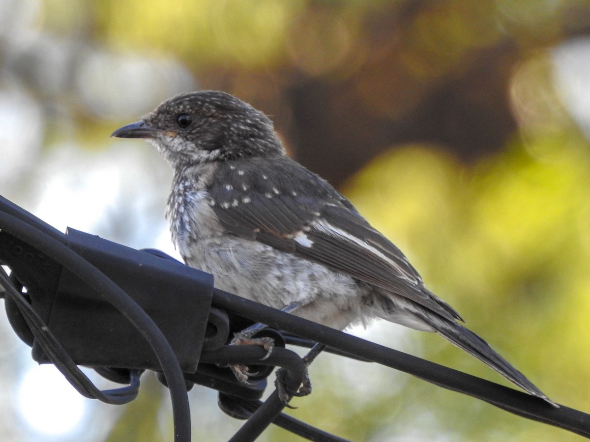 Fiscal Flycatcher - ML139893511