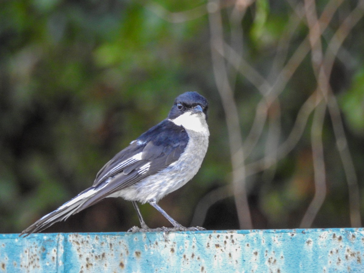 Fiscal Flycatcher - ML139894301