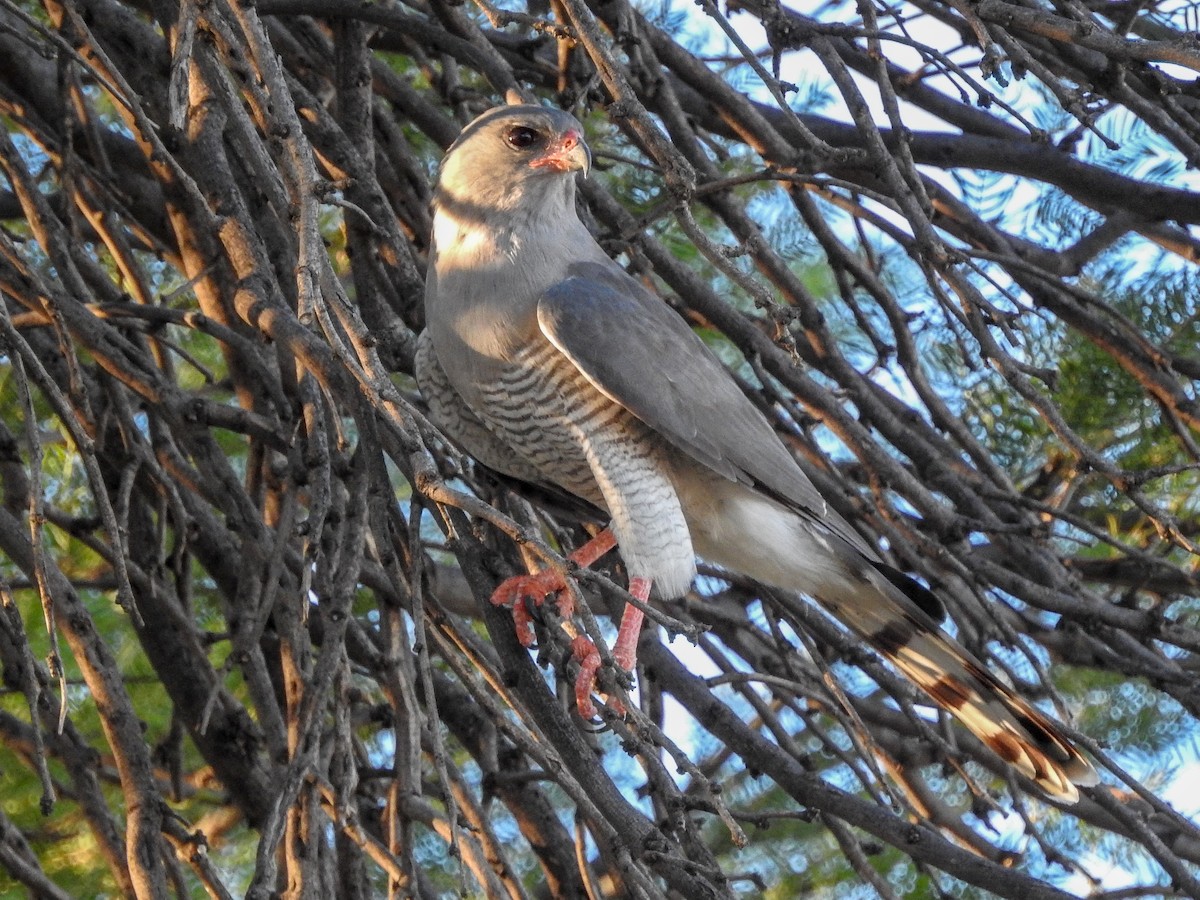 Gabar Goshawk - Samuel Burckhardt