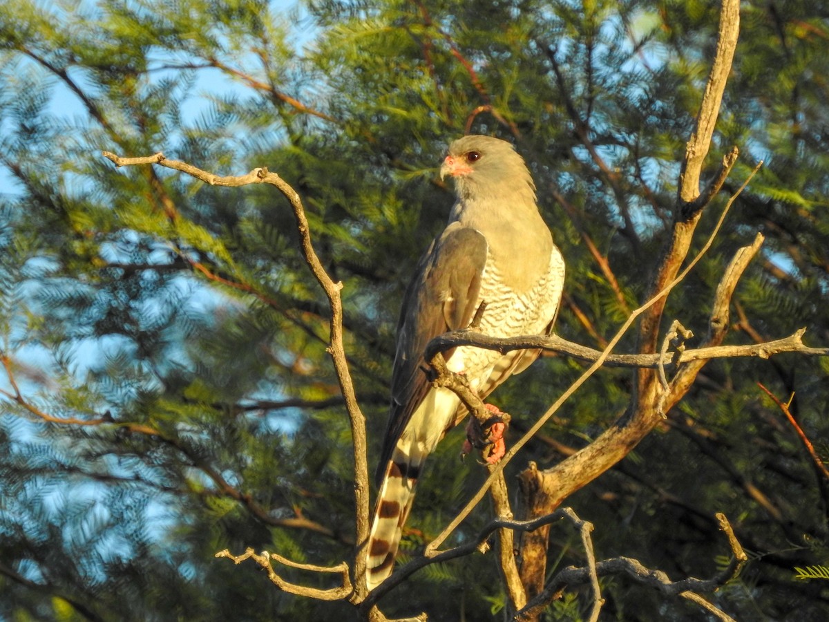 Gabar Goshawk - ML139894741