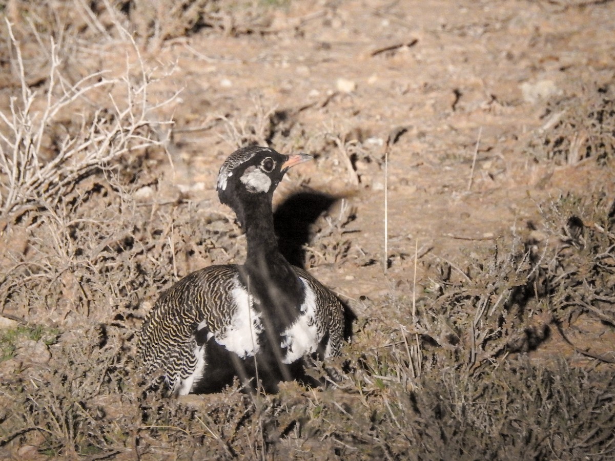 White-quilled Bustard - ML139895021