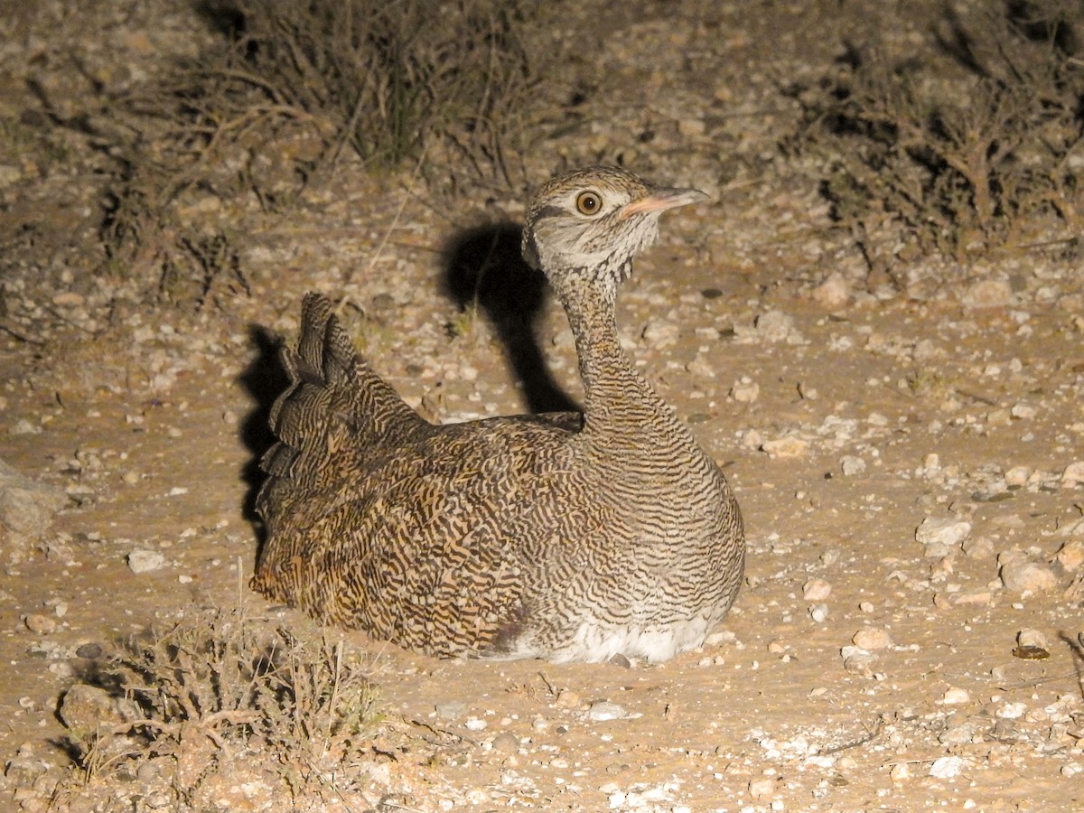 White-quilled Bustard - Samuel Burckhardt