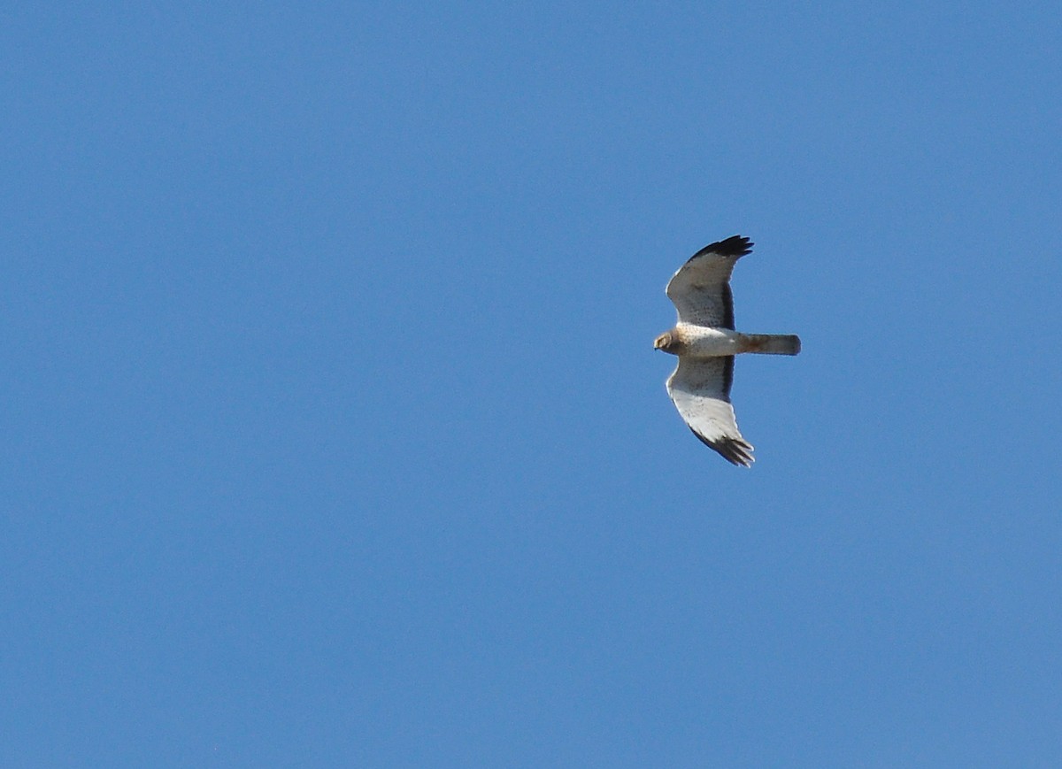 Northern Harrier - ML139897111