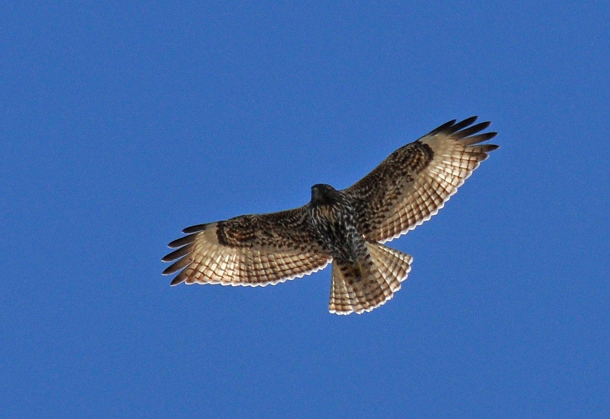 Red-tailed Hawk (calurus/alascensis) - ML139897181