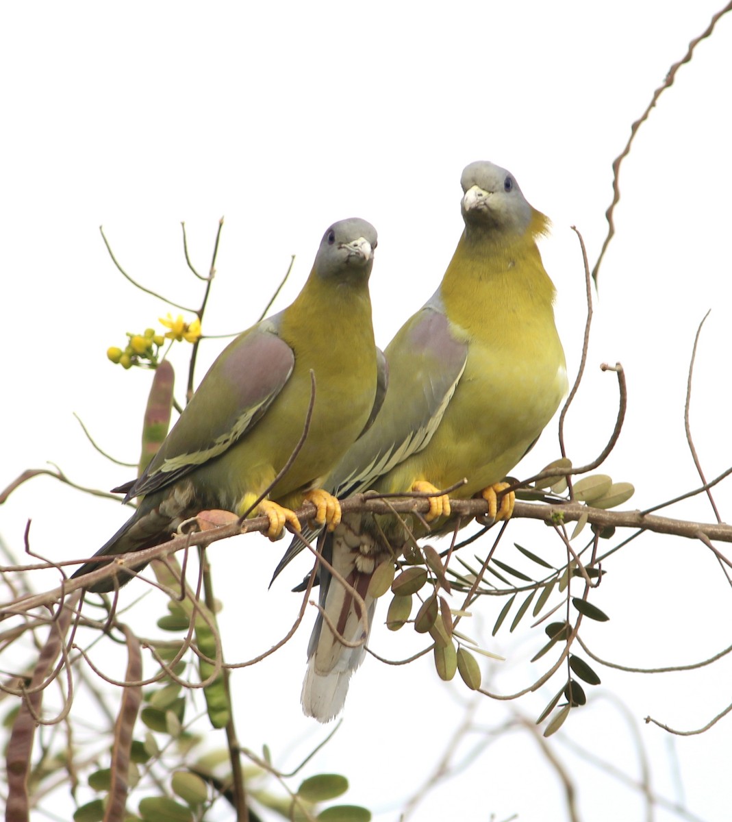 Yellow-footed Green-Pigeon - Vyom Vyas