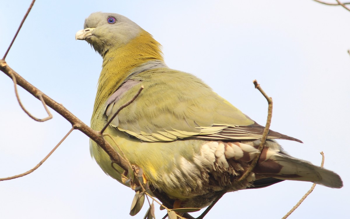 Yellow-footed Green-Pigeon - Vyom Vyas