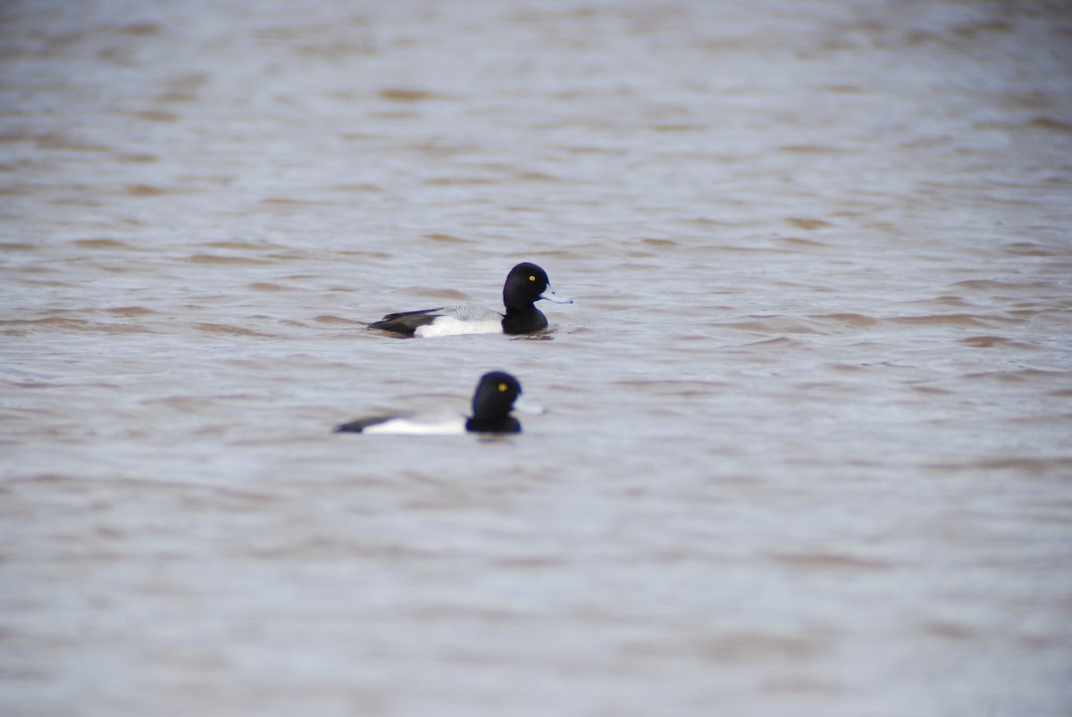 Lesser Scaup - ML139898131