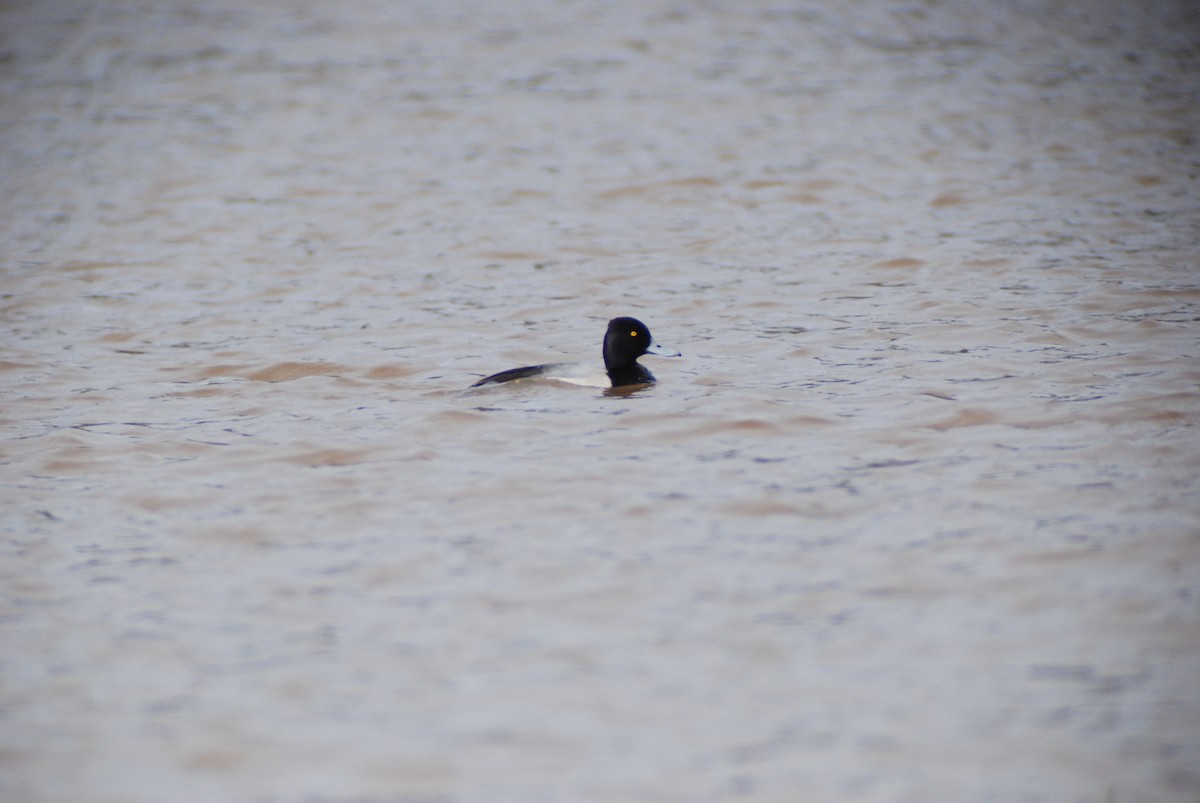 Lesser Scaup - ML139898311