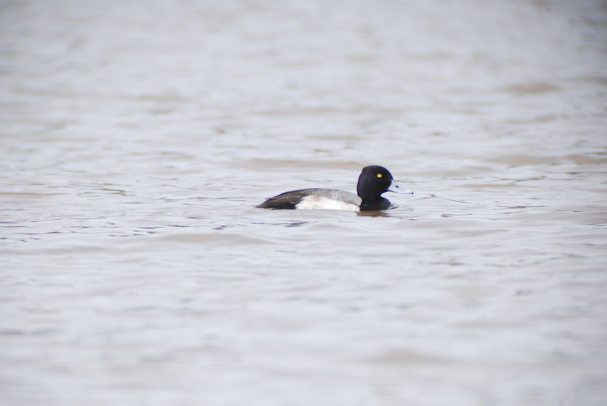 Lesser Scaup - ML139898441