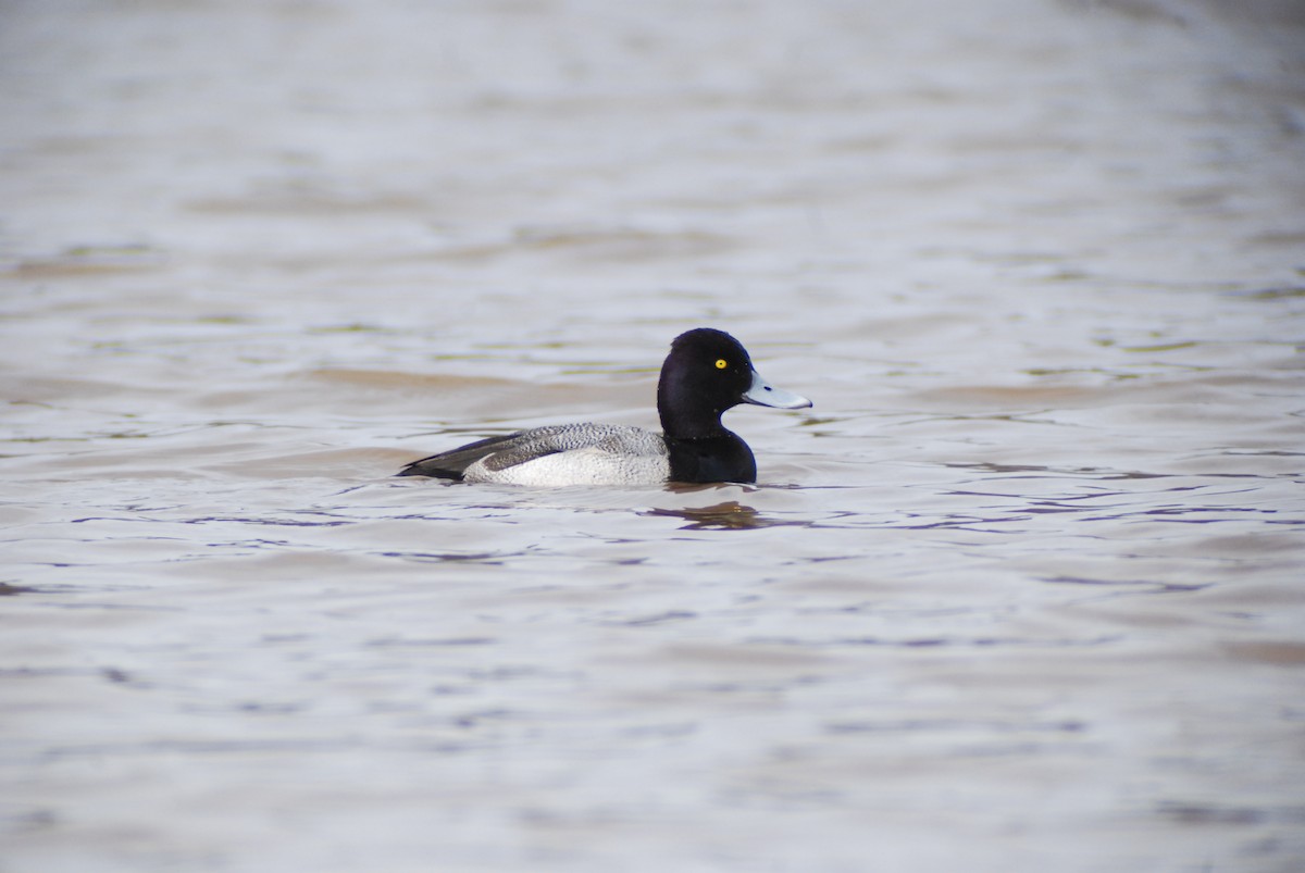 Lesser Scaup - ML139898461