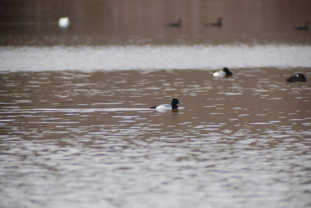 Greater Scaup - ML139898681