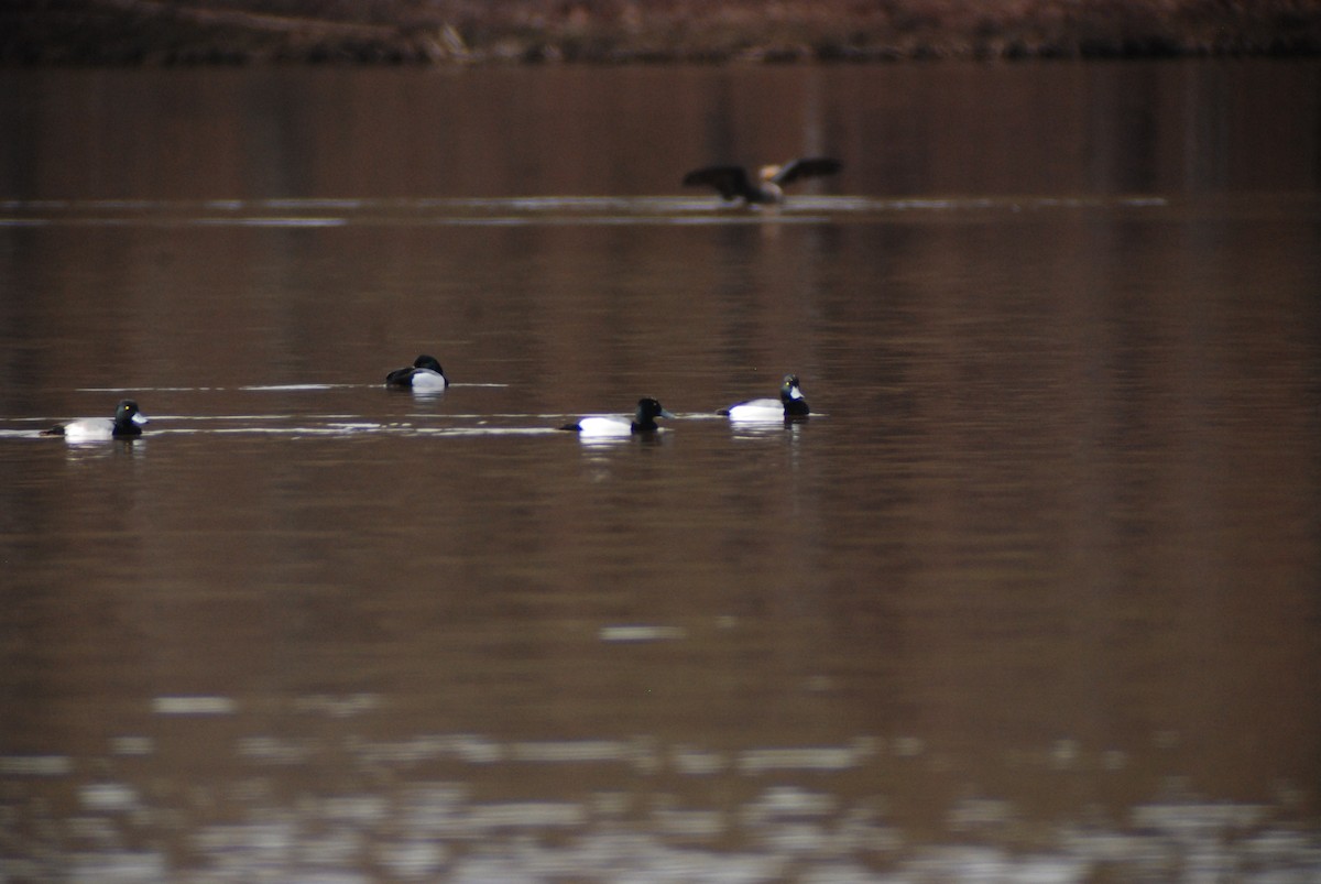 Greater Scaup - ML139898731