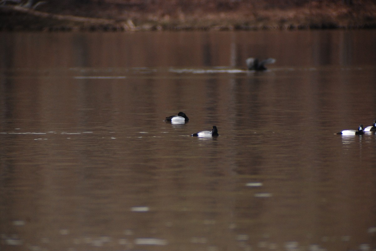 Greater Scaup - ML139898891
