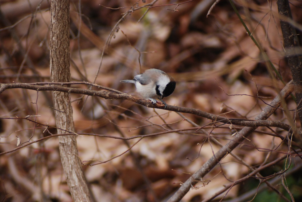 Carolina Chickadee - ML139899521