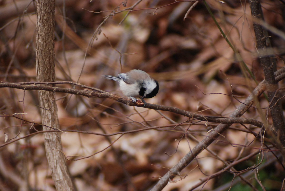 Carolina Chickadee - ML139899541