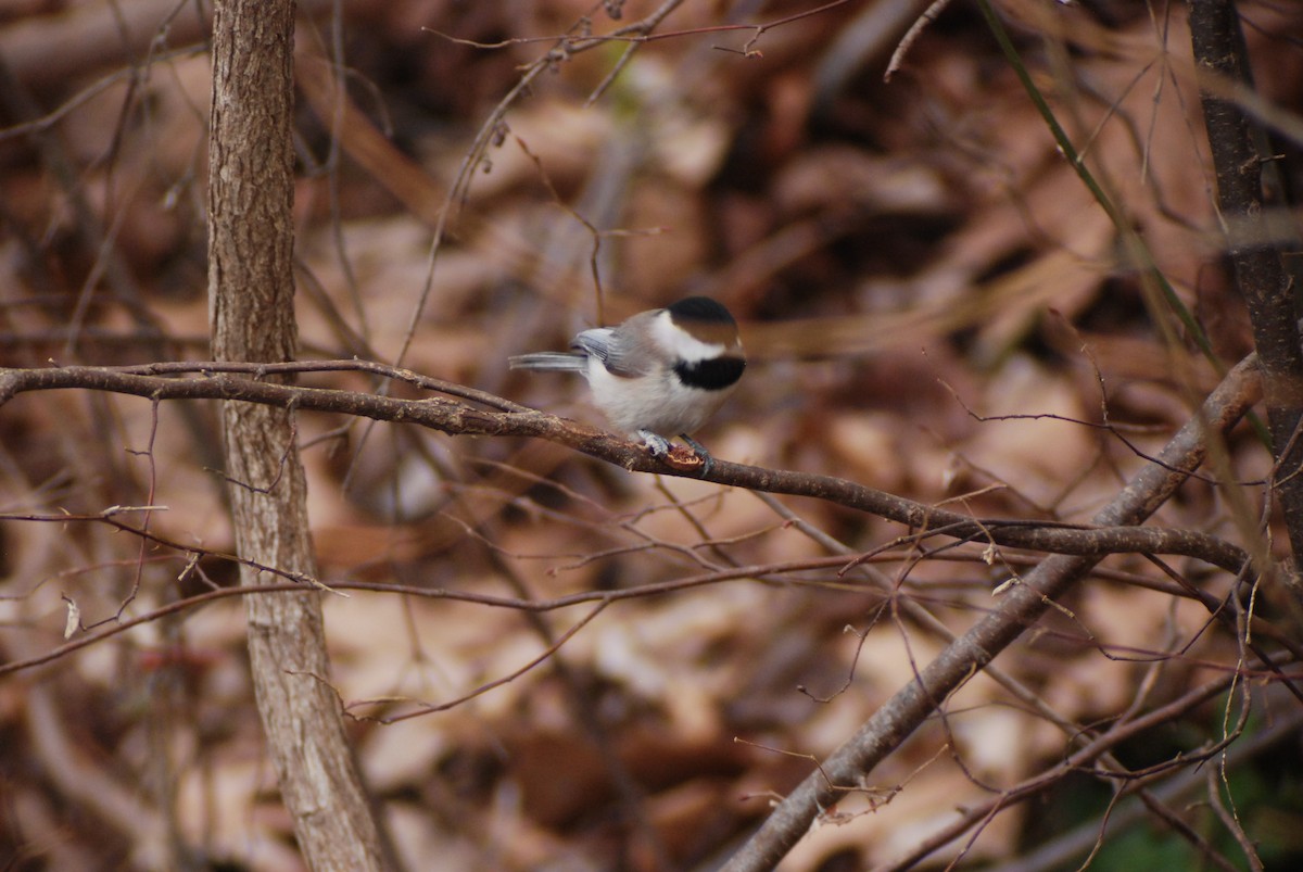 Carolina Chickadee - ML139899551