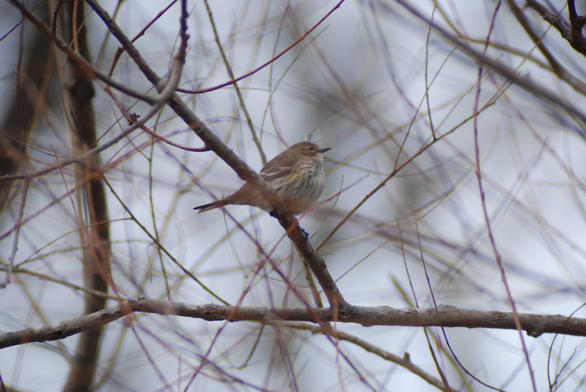 Yellow-rumped Warbler - ML139899631