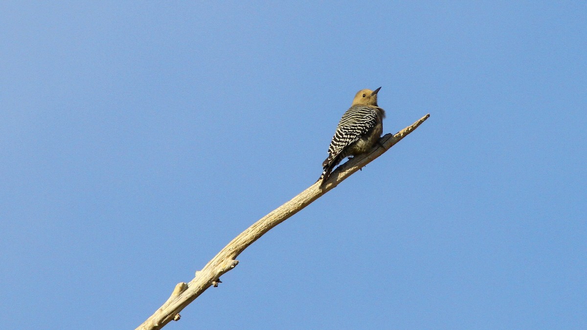 Gila Woodpecker - ML139899641