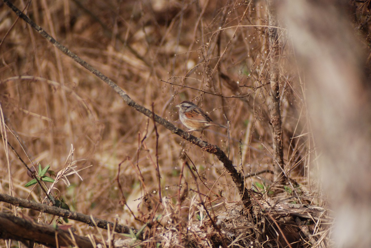 Swamp Sparrow - ML139899901