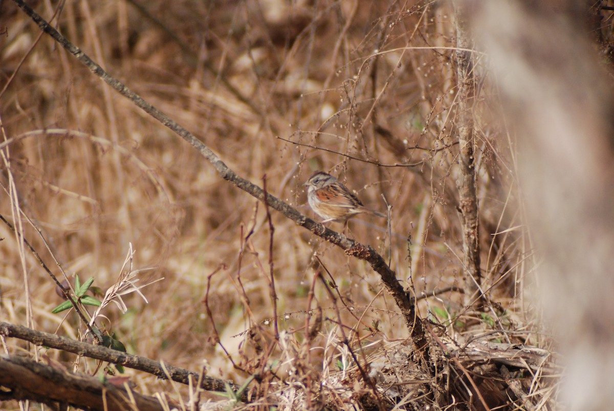Swamp Sparrow - ML139899921