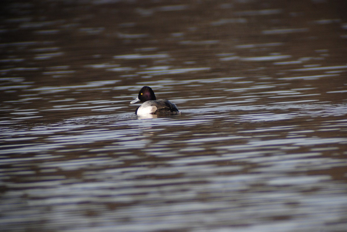 Lesser Scaup - ML139900831