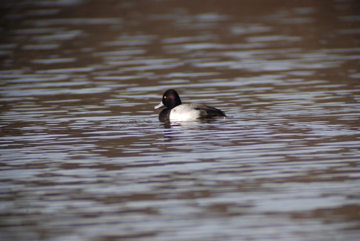 Lesser Scaup - ML139900841