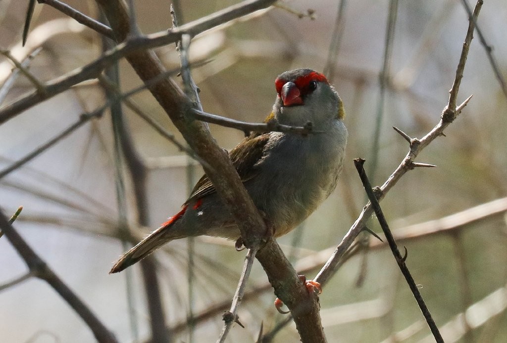 Red-browed Firetail - ML139902011